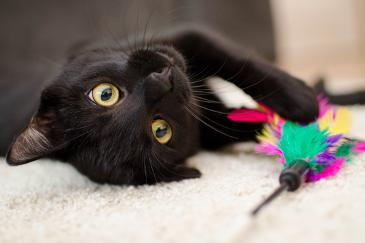 Whiskers at Play: Toys Our Cats Can’t Get Enough Of