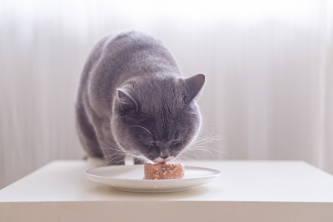 Feeding for a Healthy Future: What We Believe About Cat Nutrition