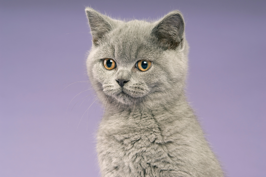 More Than a Cattery: How We Raise Our Kittens at Birch & Bramble