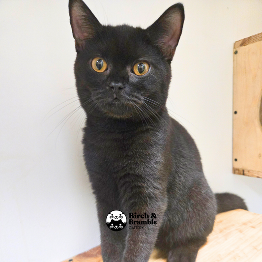 Okinawa – British Shorthair Chocolate Stud (b - Chocolate)