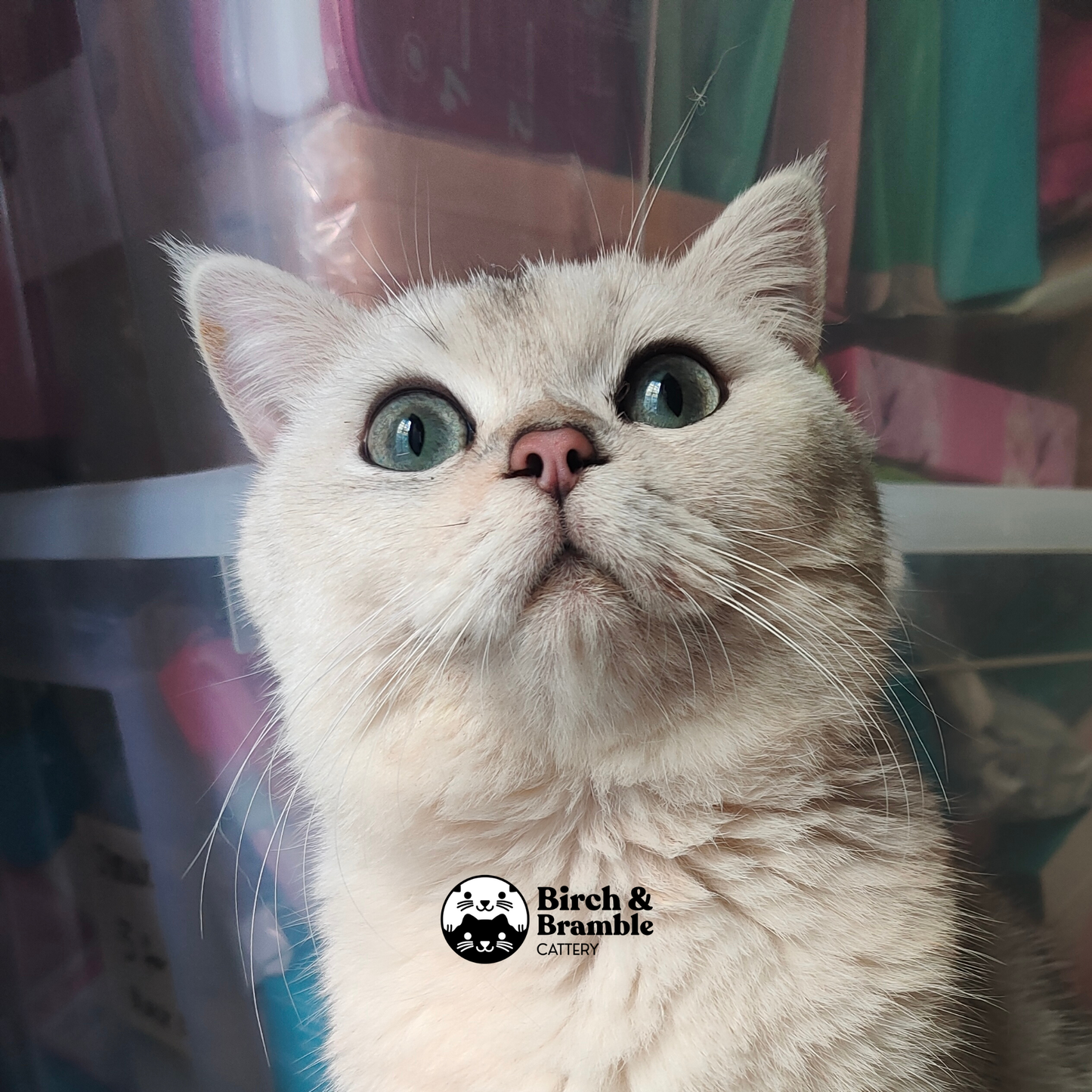 Bubba – British Shorthair Black Silver Shaded Stud (ns 11)