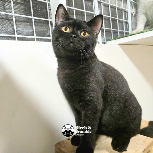 Okinawa – British Shorthair Chocolate Stud (b - Chocolate)