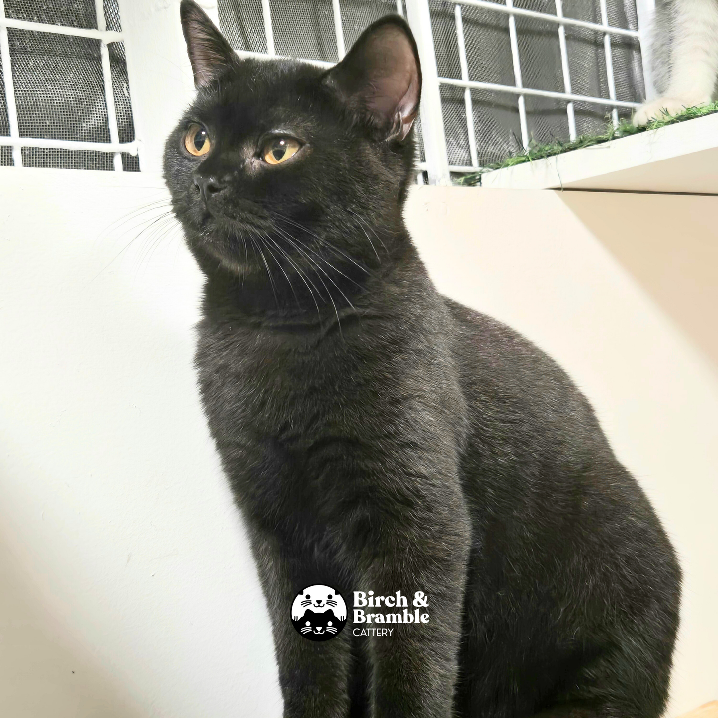 Okinawa – British Shorthair Chocolate Stud (b - Chocolate)