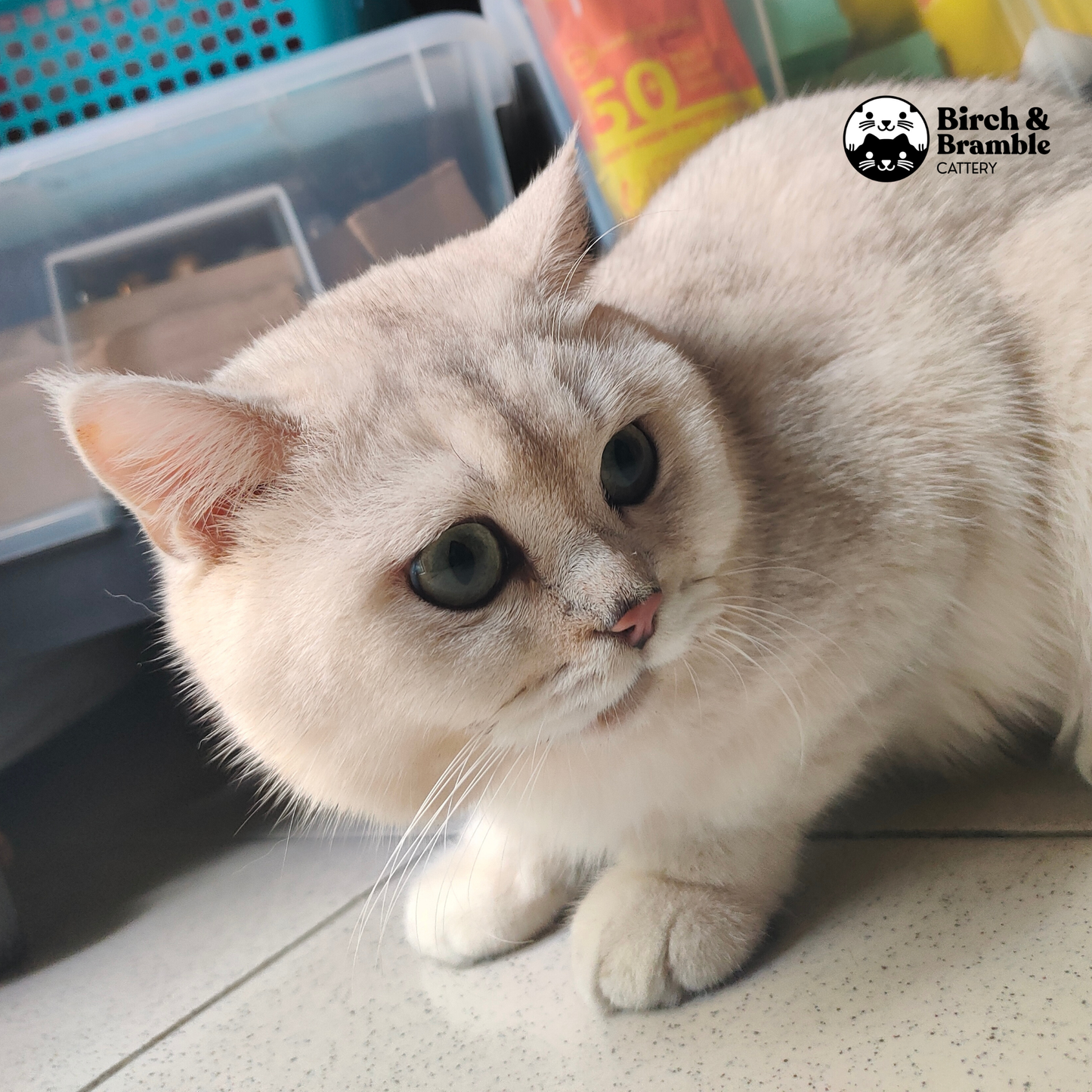 Bubba – British Shorthair Black Silver Shaded Stud (ns 11)