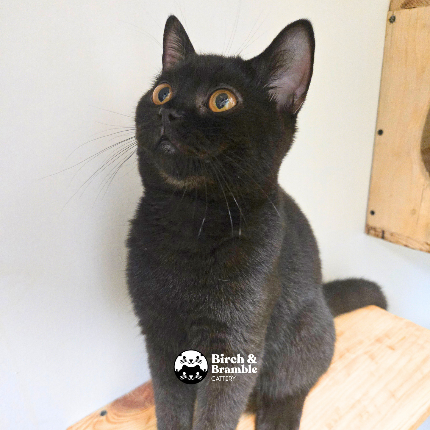 Okinawa – British Shorthair Chocolate Stud (b - Chocolate)