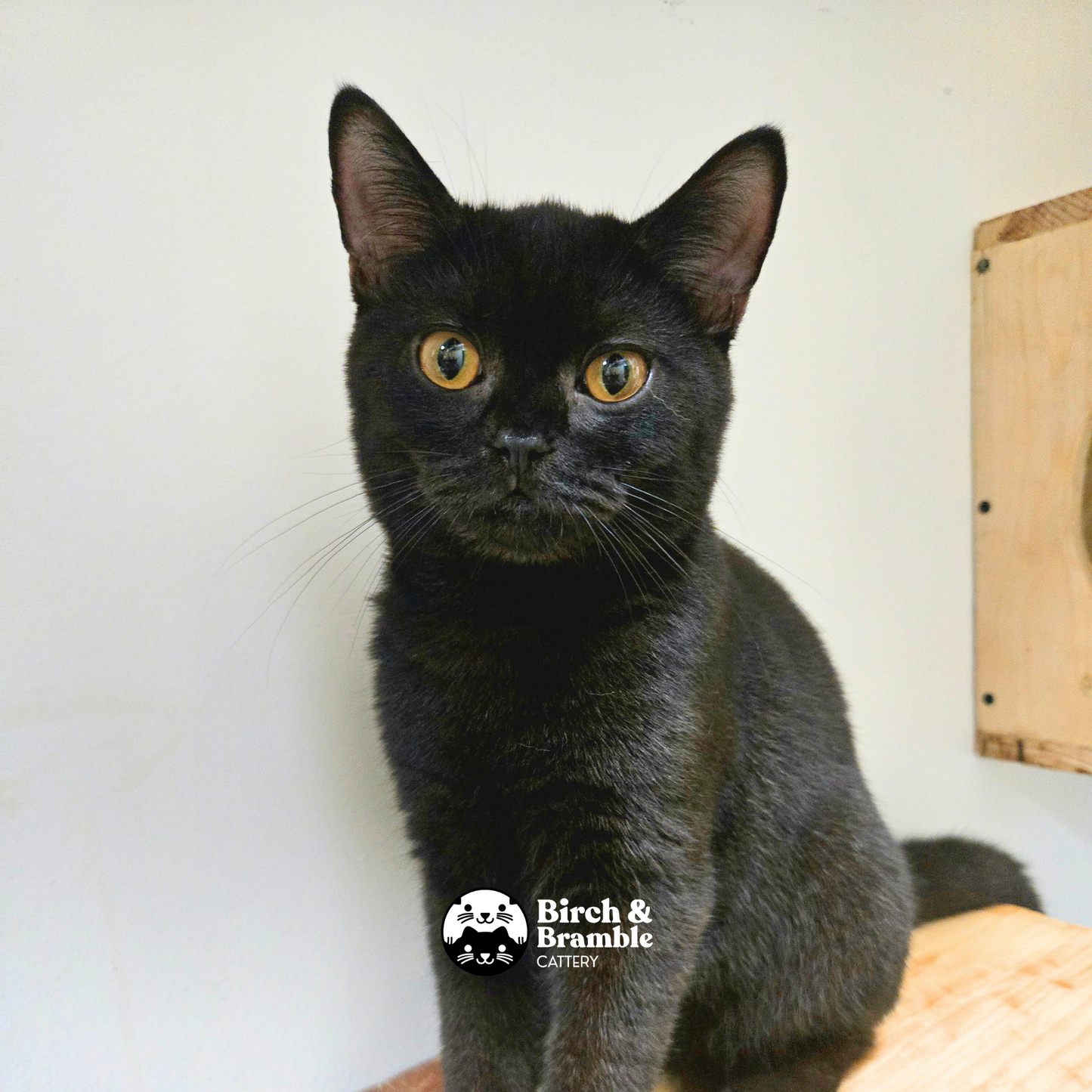 Okinawa – British Shorthair Chocolate Stud (b - Chocolate)