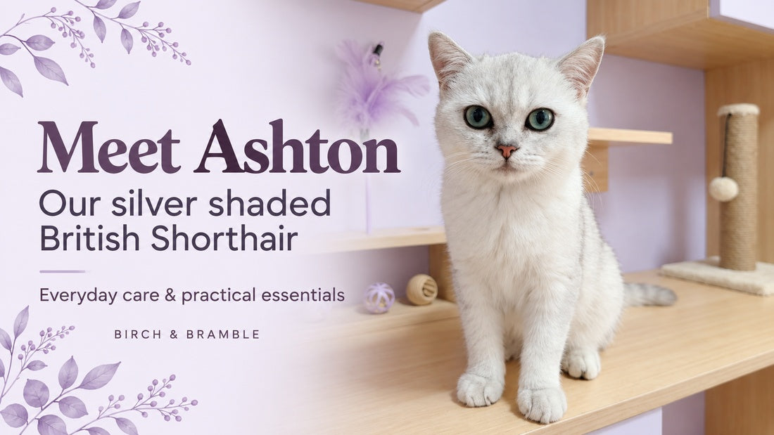 Meet Ashton, our silver shaded British Shorthair, with lavender and plum Birch & Bramble branding.