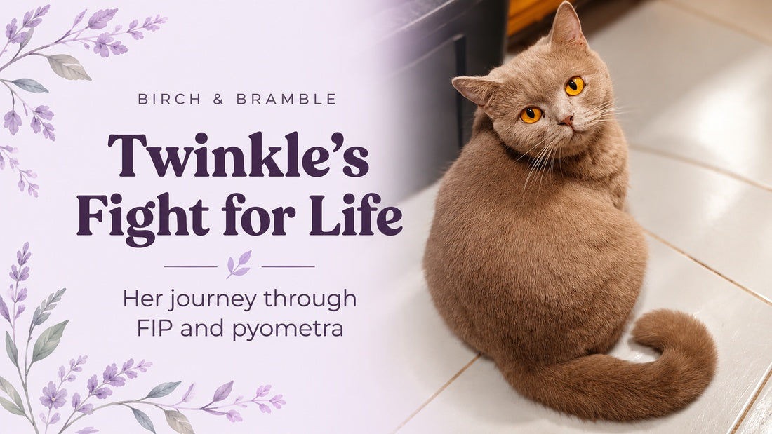Twinkle’s Fight for Life: Her journey through FIP and pyometra, with a portrait of our fawn British Shorthair.