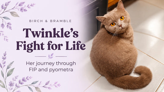 Twinkle’s Fight for Life: Her journey through FIP and pyometra, with a portrait of our fawn British Shorthair.