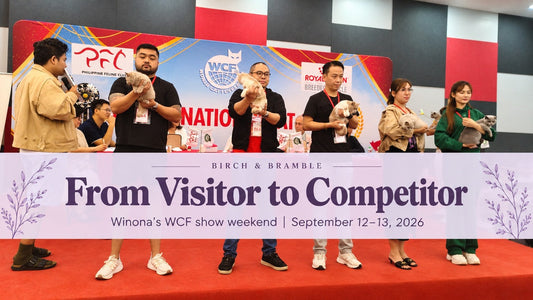 From Visitor to Competitor: Winona’s WCF show weekend, featuring exhibitors and their cats in the ring.