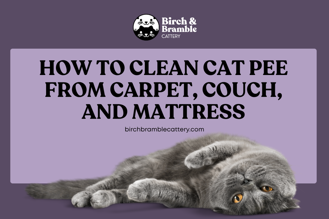 How to Clean Cat Pee From Carpet, Couch, and Mattress