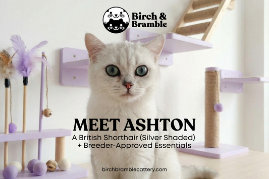 Meet Ashton: A Birch & Bramble British Shorthair (Silver Shaded) + Breeder-Approved Essentials
