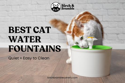 Best Cat Water Fountain (Quiet + Easy to Clean): Breeder-Friendly Buyer Guide