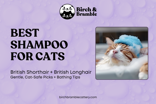 Best Shampoo for Cats (British Shorthair &amp; British Longhair): Breeder-Friendly Picks + Bathing Tips