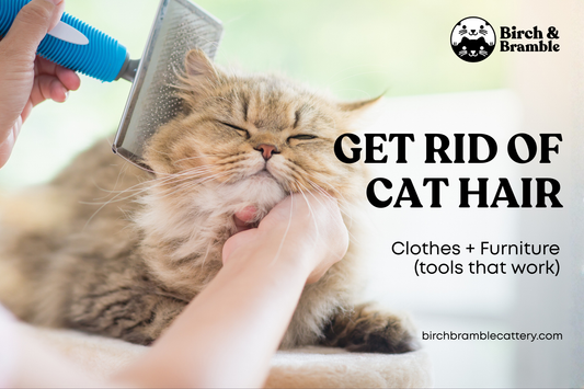 How to Get Rid of Cat Hair on Clothes & Furniture (Tools That Work)
