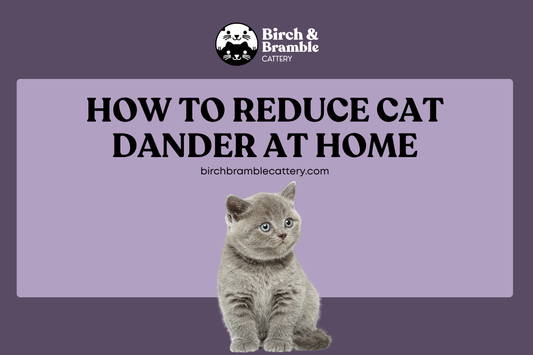 How to Reduce Cat Dander at Home (Allergy-Friendly Cleaning Routine): Breeder Tips