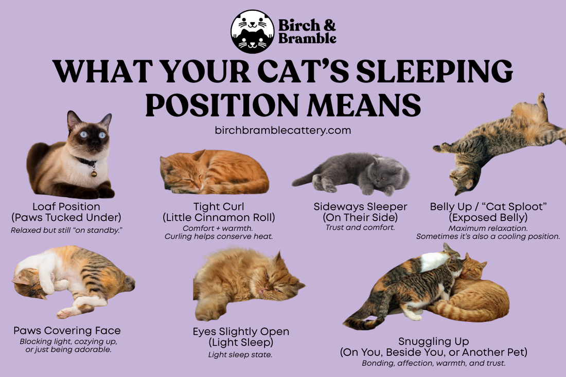 What Your Cat’s Sleeping Position Means (Fun Guide + When to Worry)