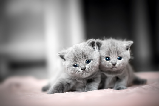Bringing Home a Birch & Bramble Kitten: What to Expect From Our Adoption Process