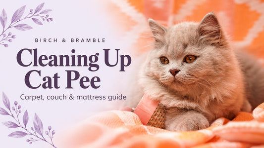 Cleaning Up Cat Pee: carpet, couch and mattress guide with supplied kitten portrait