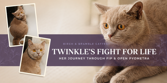 Twinkle’s Fight for Life: The Side of Cattery Life You Don’t Always See