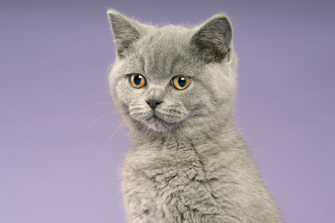 More Than a Cattery: How We Raise Our Kittens at Birch & Bramble