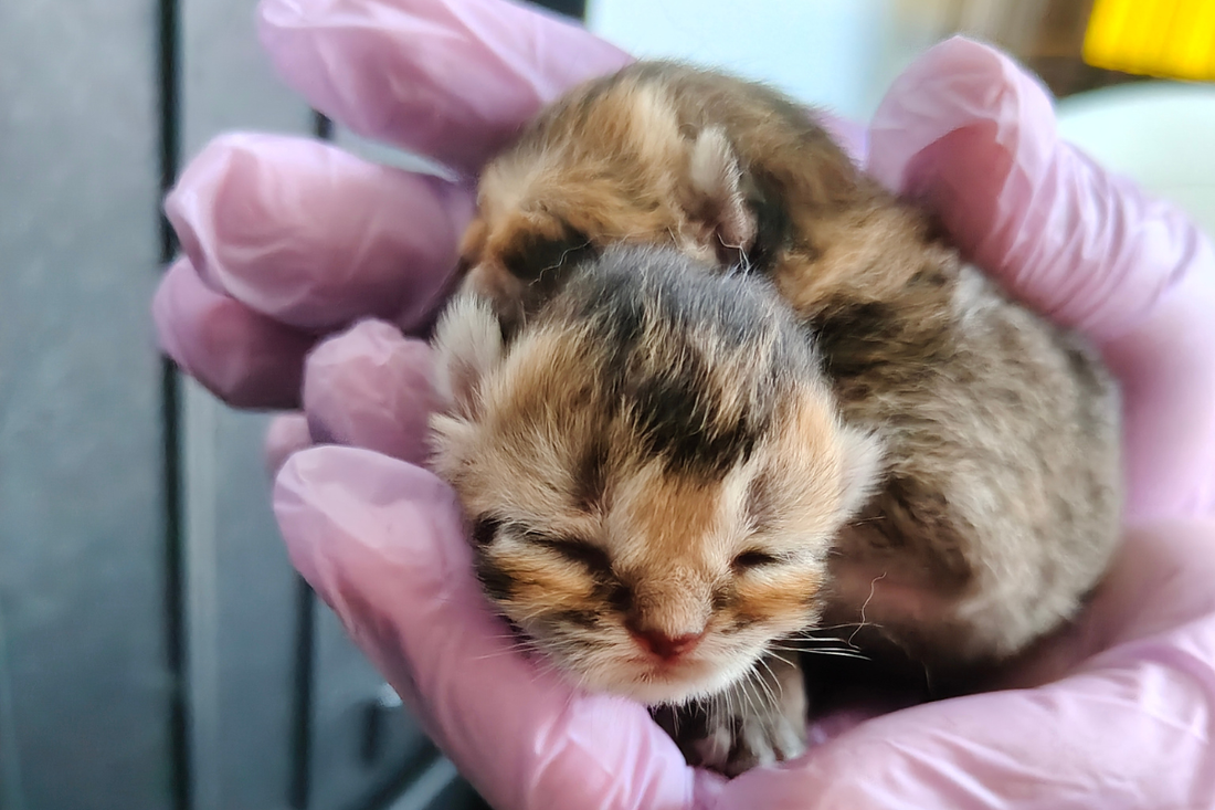 Welcoming New Life: Jujubee’s First Litter at Birch & Bramble