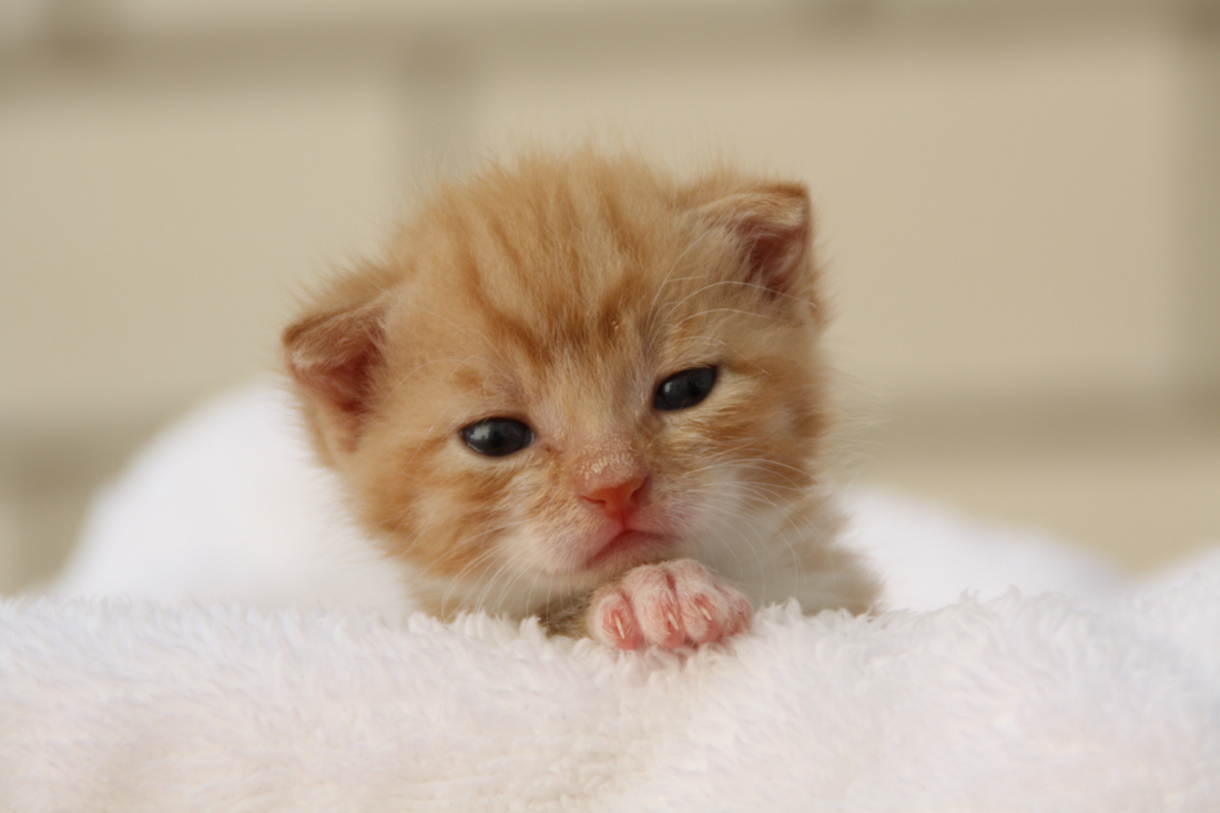 Why We Don’t Give Kittens Away for Free — and What You’re Really Paying For
