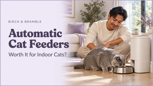 British Shorthair eating from an automatic cat feeder beside a male owner