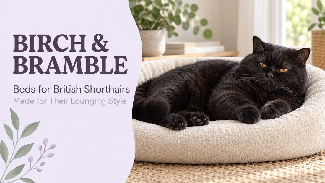 Black British Shorthair with copper eyes lounging in a cream bolster bed beside the Birch & Bramble cat-bed guide title.