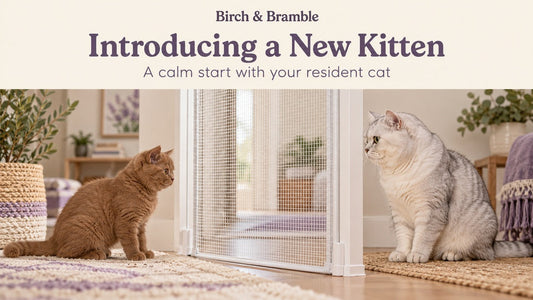 Cinnamon British Shorthair kitten and silver adult cat separated by a fine-mesh barrier, with a new-kitten introduction title