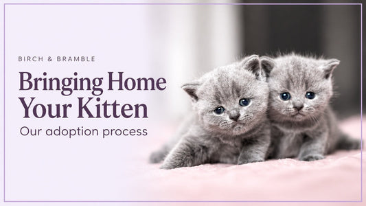 Bringing Home Your Kitten: Birch & Bramble adoption process with two grey kittens