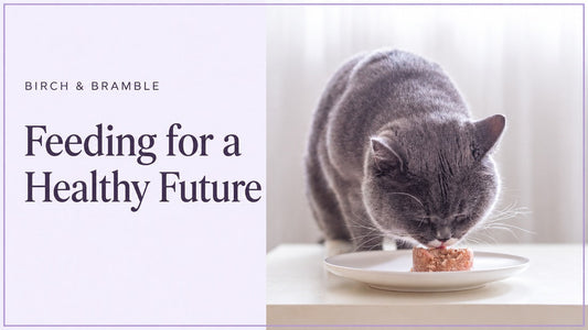 Feeding for a healthy future: grey British Shorthair eating wet food