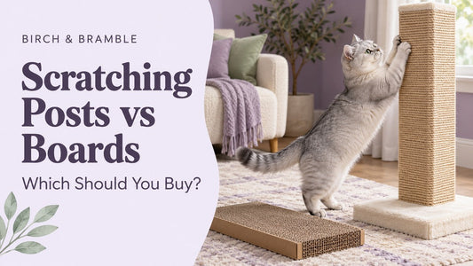 British Shorthair scratching a tall sisal post beside a flat cardboard board
