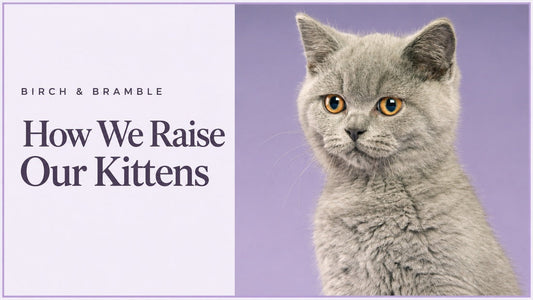 How we raise our kittens: grey kitten portrait with Birch & Bramble branding