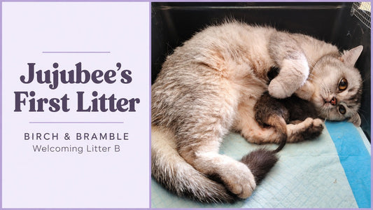 Jujubee’s First Litter — Welcoming Litter B, with Jujubee and her newborn kittens