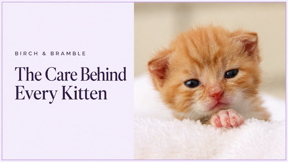 The care behind every kitten: ginger kitten on soft bedding with Birch & Bramble branding