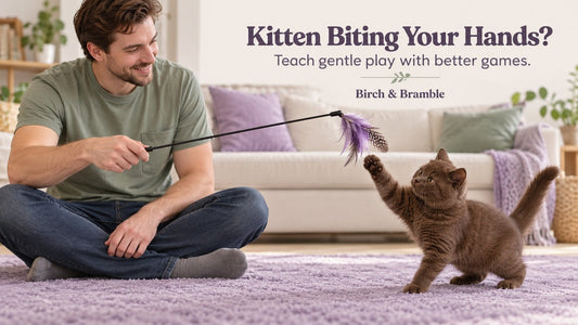 Chocolate British Shorthair kitten playing with a wand toy; Kitten Biting Your Hands? Teach gentle play with better games