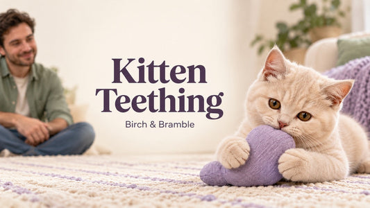 Kitten Teething — Birch & Bramble; cream British Shorthair kitten with a soft toy and centrally placed title