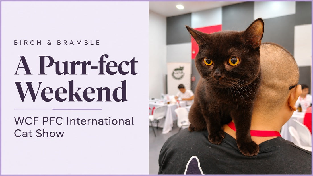 Birch & Bramble’s WCF PFC International Cat Show recap featuring a chocolate British Shorthair on a handler’s shoulder