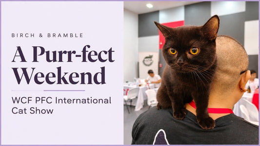 Birch & Bramble’s WCF PFC International Cat Show recap featuring a chocolate British Shorthair on a handler’s shoulder