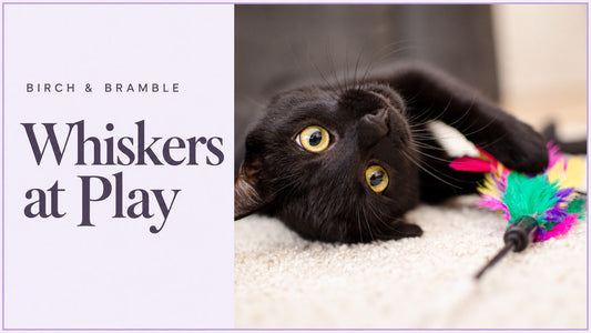 Whiskers at Play: black cat playing with a colourful teaser toy