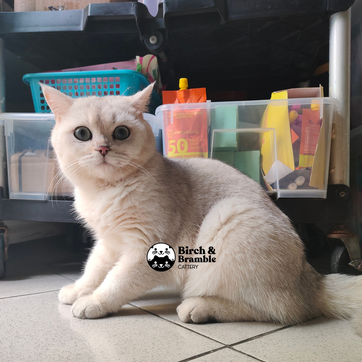 Bubba – British Shorthair Black Silver Shaded Stud (ns 11)