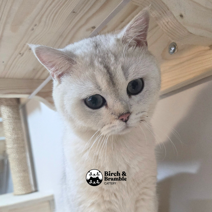 Bubba – British Shorthair Black Silver Shaded Stud (ns 11)