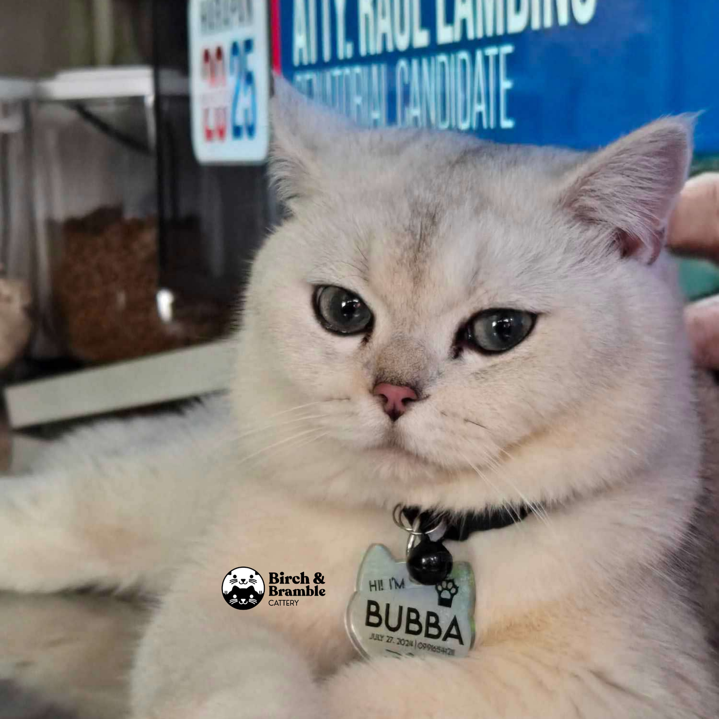 Bubba – British Shorthair Black Silver Shaded Stud (ns 11)