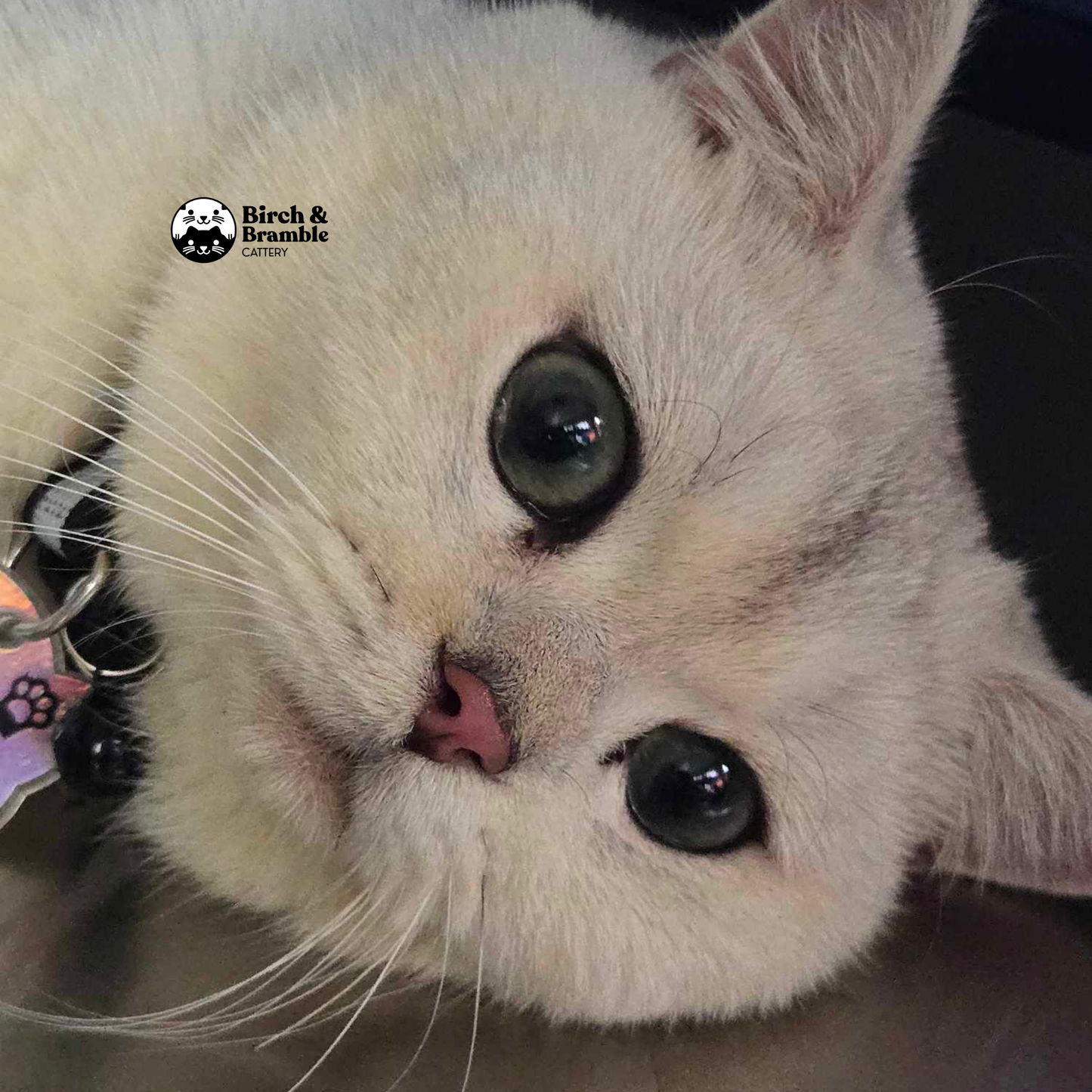 Bubba – British Shorthair Black Silver Shaded Stud (ns 11)